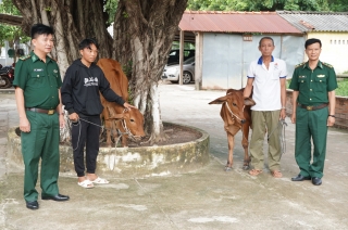 Đồn Biên phòng Kà Tum tặng bò giống cho hộ nghèo vùng biên