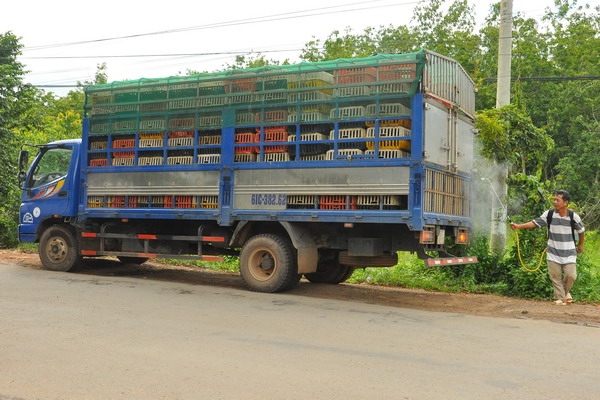 Cần hiểu đúng về bệnh, dịch tả heo châu Phi