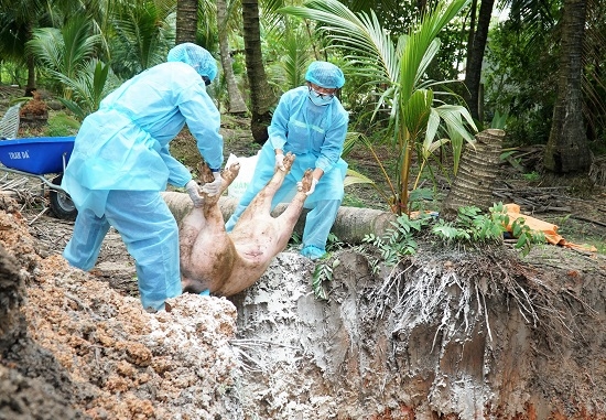 Ghi nhận ổ dịch tả heo châu Phi đầu tiên ở TP.Tây Ninh