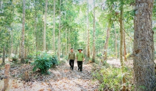 Tăng cường quản lý, bảo vệ và phát triển rừng