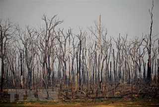 Brazil cân nhắc các đề nghị hỗ trợ dập cháy rừng Amazon