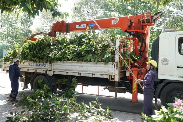 Bảo đảm cây xanh đô thị an toàn trong mùa mưa bão