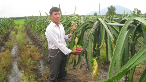 Mô hình trồng thanh long ruột đỏ leo giàn ở Tân Biên