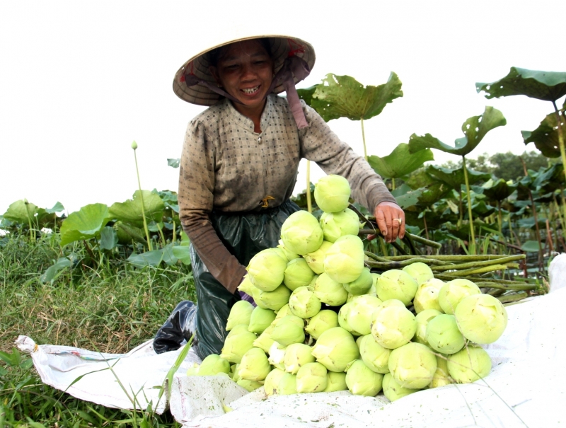 Trồng sen Quan Âm cho thu nhập cao