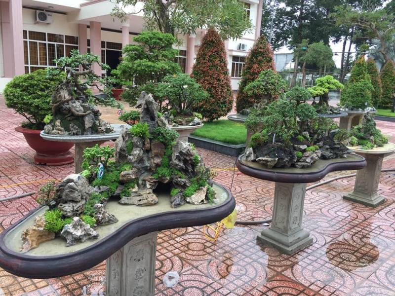 Tân Châu: Tổ chức hội thi Bonsai năm 2019