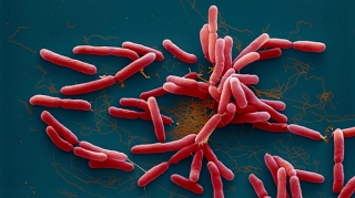 Vi khuẩn Whitmore bị nhầm với 'khuẩn ăn thịt người'