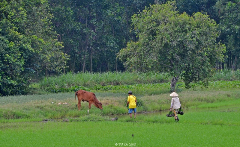 Nhớ nhà…