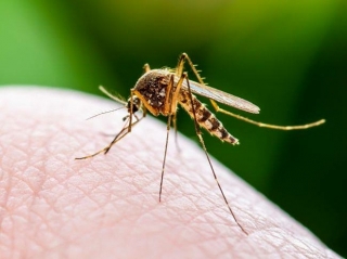 Tử vong do virus gây bệnh từ muỗi