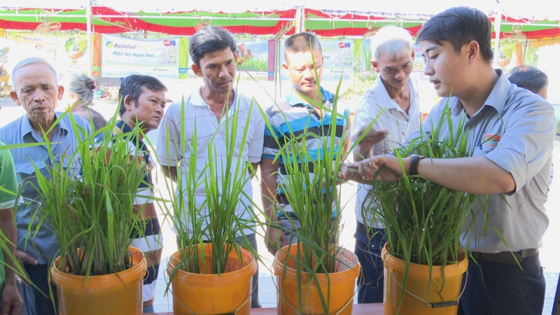 Phòng trừ dịch hại trên cây lúa và rau màu vụ Thu Đông 2019