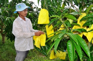 Sản xuất nông nghiệp hữu cơ- hướng đi bền vững cho trái cây Tây Ninh