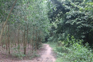 Phát triển rừng sản xuất