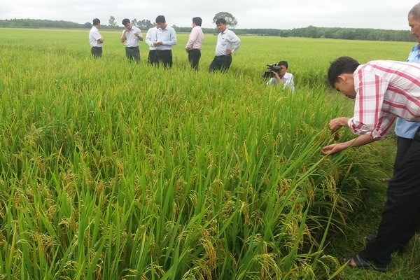 Lo "đầu ra"