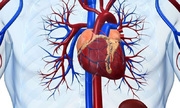 Bộ Y tế bác tin 'virus lạ gây viêm cơ tim'