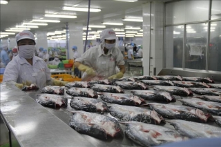 Hoa Kỳ công nhận hệ thống kiểm soát an toàn thực phẩm cá da trơn Việt Nam
