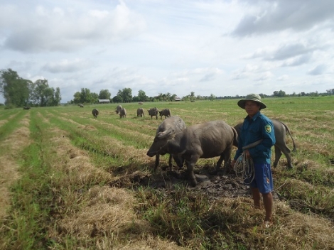 Tăng thu nhập từ nuôi trâu vỗ béo