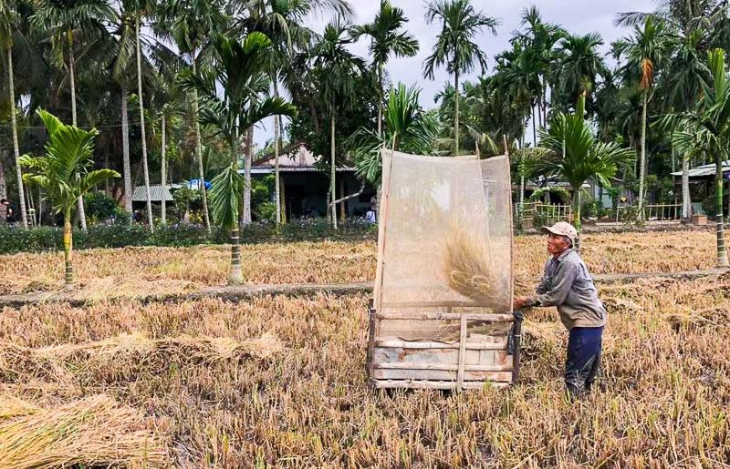 Cái bồ đập lúa của ba