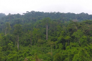 Ý tưởng trả tiền để các nước ngừng phá rừng đang phát huy hiệu quả