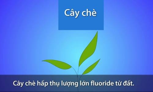 Tác hại khi uống quá nhiều trà