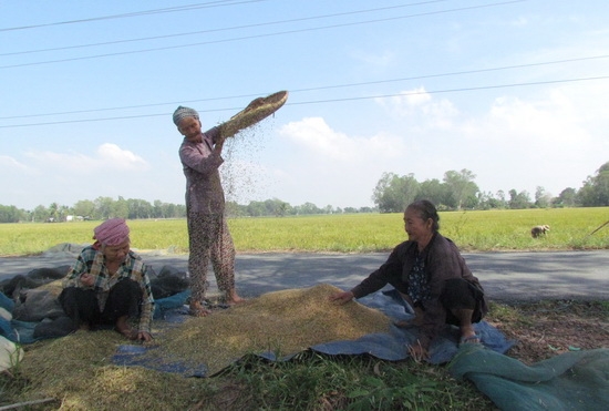 Quạt lúa của nội