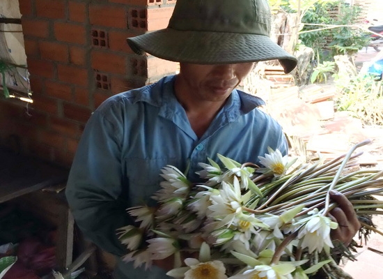 Mùa bông súng trắng