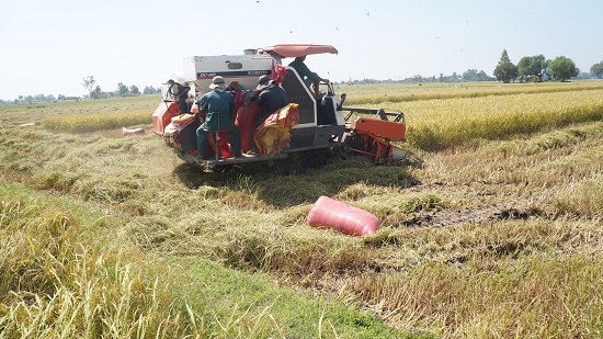 Nông dân vẫn loay hoay chọn cây trồng, con giống