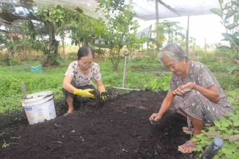 Vườn rau sạch giữa lòng thành phố