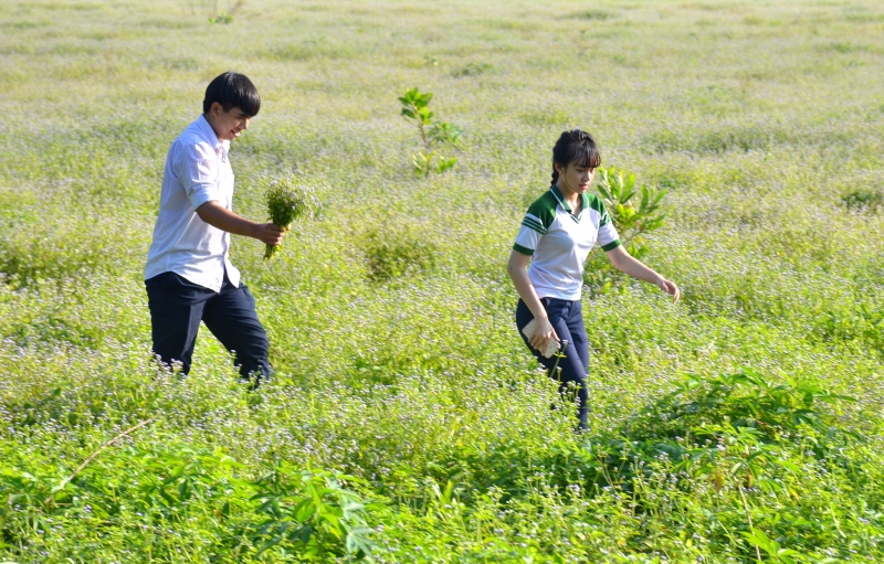 Hoa dại.