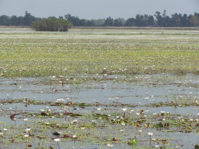 Một thời với rong