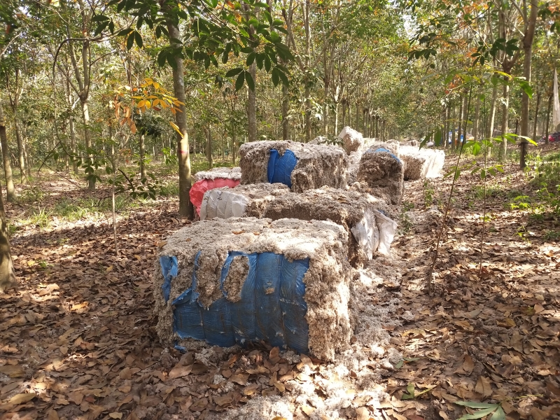 Ấp Bình Linh: Người dân khốn khổ vì ruồi