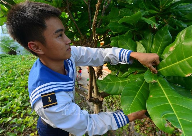 Gói bánh chưng bằng lá bàng vuông trên đảo Sinh Tồn