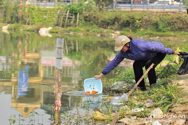 Có nên thả cá chép ngày ông Công, ông Táo không?