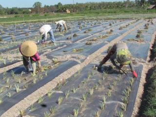 Nhiều nông dân ở Hiệp Thạnh chuyển đổi cơ cấu cây trồng