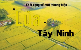 Khát vọng về một thương hiệu "Lúa" Tây Ninh