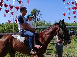 Tây Ninh horses club- Nơi vui chơi lý thú