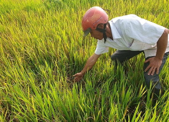 Gần 100 ha lúa Vụ Đông xuân bị chuột cắn phá