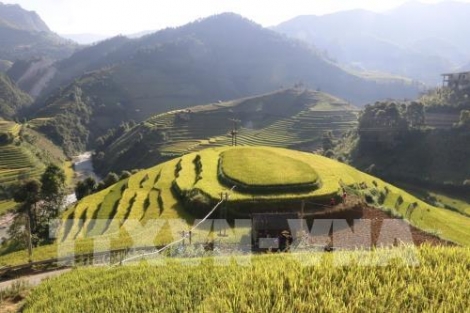 Ruộng bậc thang Mù Cang Chải