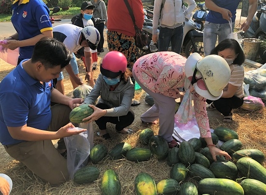 Xã Long Thành Trung: Chung tay “giải cứu” dưa hấu