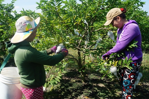 Tập trung đổi mới cơ chế, chính sách thúc đẩy phát triển sản xuất nông nghiệp