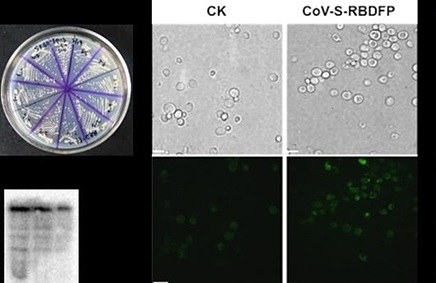 Điều chế thành công vaccine Covid-19 dạng uống