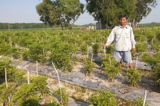 Ninh Điền: Nông dân trồng ớt điêu đứng vì bệnh xoăn đọt