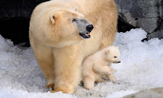 Gấu Bắc Cực ăn thịt đồng loại do biến đổi khí hậu