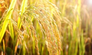 Vụ lúa Đông Xuân: Nông dân Gò Dầu trúng mùa, được giá