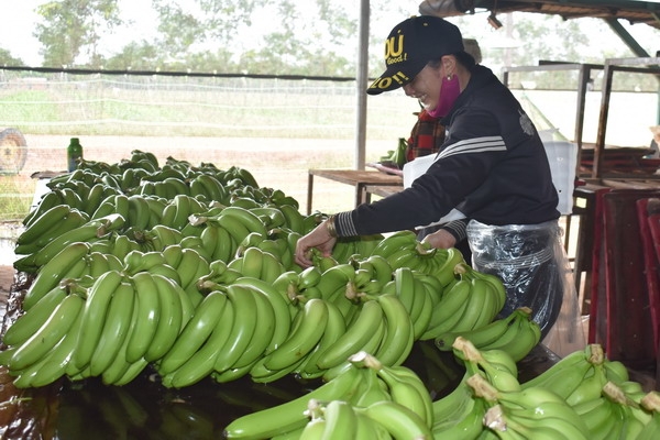 Thúc đẩy sản xuất nông nghiệp trong bối cảnh dịch bệnh Covid-19