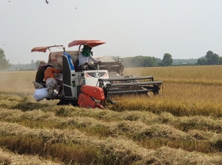 Châu Thành: Nông dân trồng lúa phấn khởi vì trúng mùa được giá