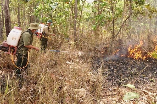 Hồi hộp phòng, chống cháy rừng