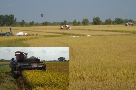 Mùa gặt ở An Bình