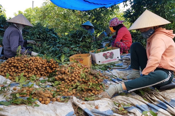 Dịch Covid-19, người trồng nhãn gặp khó