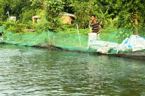 Giá cá lóc đen xuống thấp, người nuôi cá lao đao