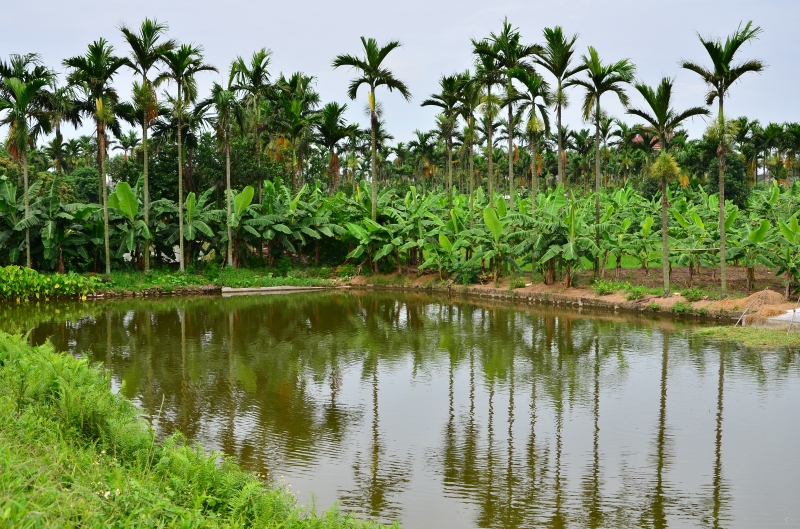 Vườn cau của nội