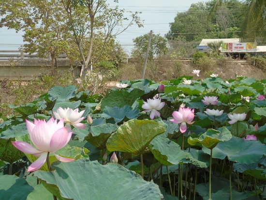 Bên những dòng kênh